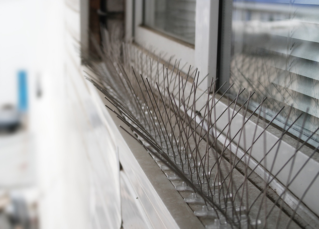 Голубиный клещ на балконе как избавиться