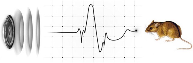 Уникальный звуковой рисунок воздействует на естественные иоритмы грызунов